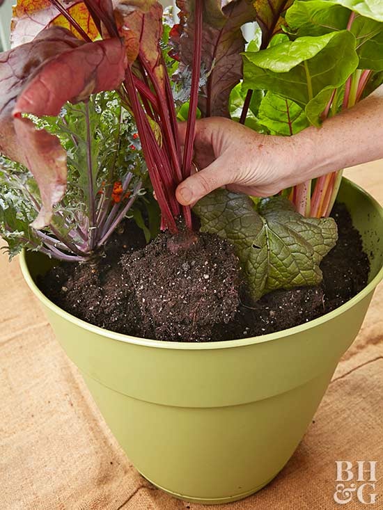 growing-vegetables-in-containers-for-beginners-81_7 Отглеждане на зеленчуци в контейнери за начинаещи
