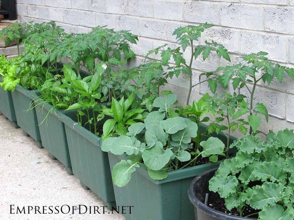growing-vegetables-in-containers-ideas-00_10 Отглеждане на зеленчуци в контейнери идеи