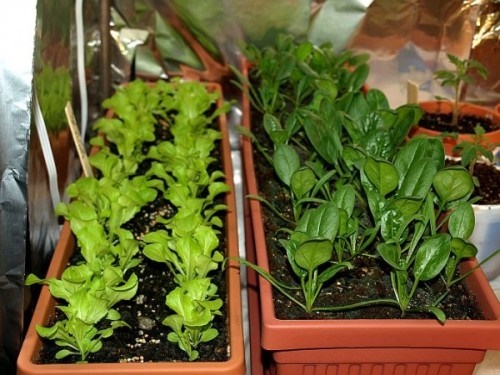 growing-vegetables-in-containers-ideas-00_16 Отглеждане на зеленчуци в контейнери идеи