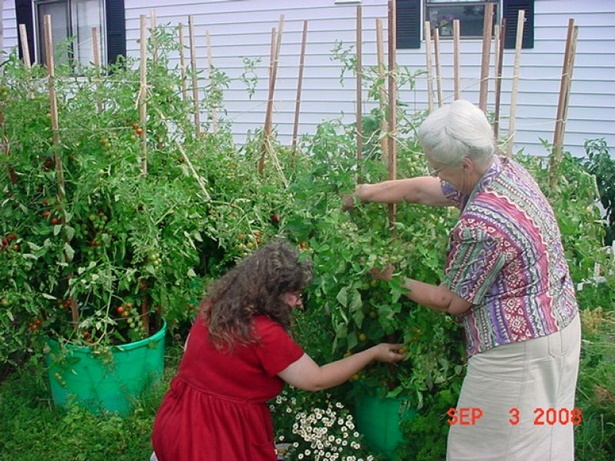 growing-vegetables-in-containers-ideas-00_19 Отглеждане на зеленчуци в контейнери идеи