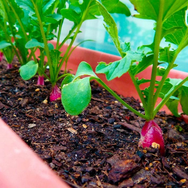 growing-vegetables-in-containers-ideas-00_8 Отглеждане на зеленчуци в контейнери идеи