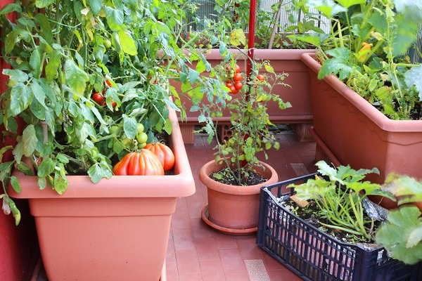 growing-vegetables-in-containers-44_10 Отглеждане на зеленчуци в контейнери