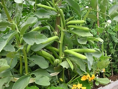 growing-vegetables-in-pots-for-beginners-49 Отглеждане на зеленчуци в саксии за начинаещи