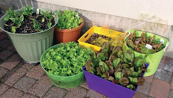 growing-vegetables-in-pots-for-beginners-49 Отглеждане на зеленчуци в саксии за начинаещи