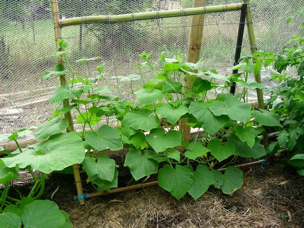 growing-vegetables-in-pots-for-beginners-49_10 Отглеждане на зеленчуци в саксии за начинаещи