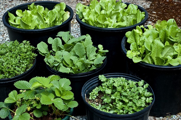 growing-vegetables-in-pots-for-beginners-49_2 Отглеждане на зеленчуци в саксии за начинаещи