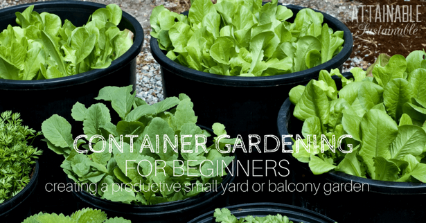 growing-vegetables-in-pots-for-beginners-49_2 Отглеждане на зеленчуци в саксии за начинаещи