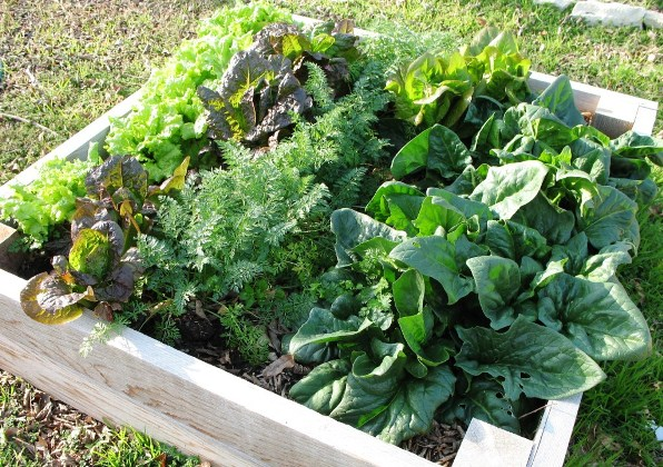 growing-vegetables-in-pots-for-beginners-49_3 Отглеждане на зеленчуци в саксии за начинаещи