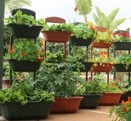 growing-vegetables-in-pots-for-beginners-49_4 Отглеждане на зеленчуци в саксии за начинаещи