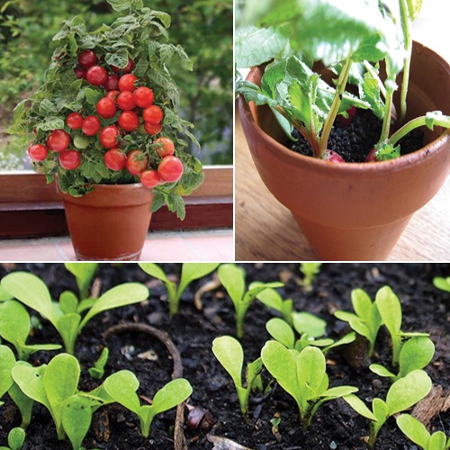 growing-vegetables-in-pots-for-beginners-49_6 Отглеждане на зеленчуци в саксии за начинаещи