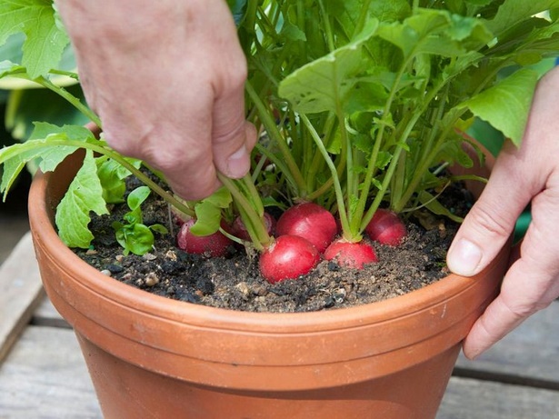 growing-vegetables-in-pots-01 Отглеждане на зеленчуци в саксии
