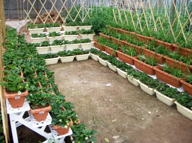 growing-vegetables-in-pots-01_5 Отглеждане на зеленчуци в саксии