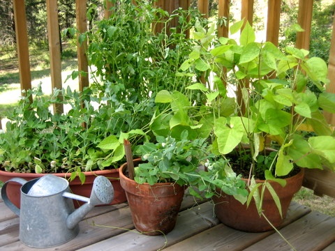 growing-vegetables-in-pots-01_6 Отглеждане на зеленчуци в саксии