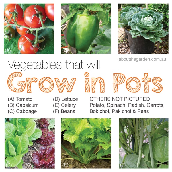 growing-veggies-in-containers-37_14 Отглеждане на зеленчуци в контейнери