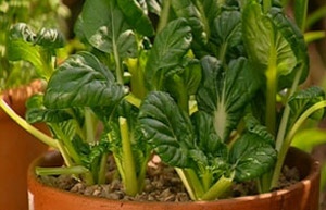 growing-veggies-in-containers-37_16 Отглеждане на зеленчуци в контейнери