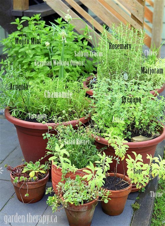 herb-garden-in-pots-ideas-16 Билкова градина в саксии идеи