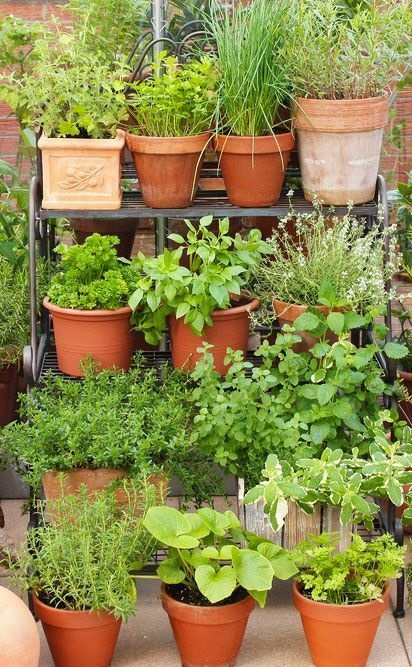 herb-garden-in-pots-ideas-16_12 Билкова градина в саксии идеи