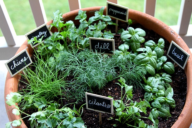 herb-garden-in-pots-ideas-16_16 Билкова градина в саксии идеи