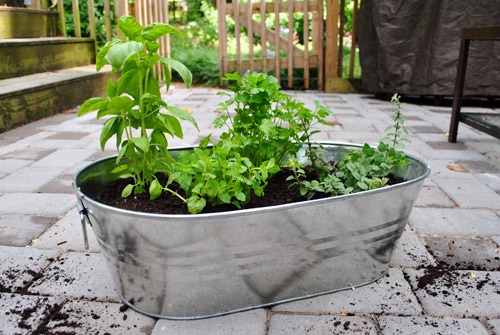 herb-garden-in-pots-ideas-16_4 Билкова градина в саксии идеи