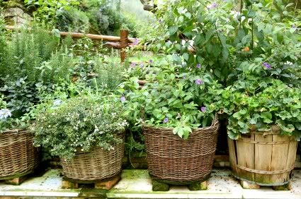 herb-garden-pot-ideas-65_6 Билкова Градинска саксия идеи