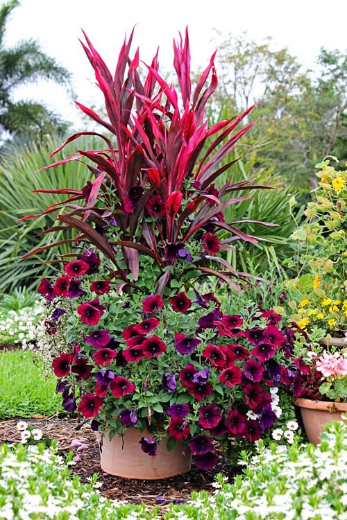 ideas-for-large-flower-pots-75_6 Идеи за големи саксии за цветя