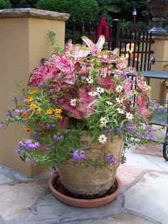 ideas-for-planting-flowers-in-pots-50_20 Идеи за засаждане на цветя в саксии