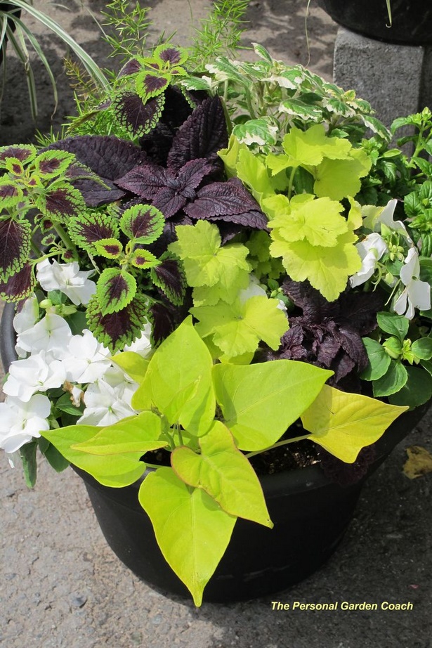 ideas-for-planting-flowers-in-pots-50_4 Идеи за засаждане на цветя в саксии