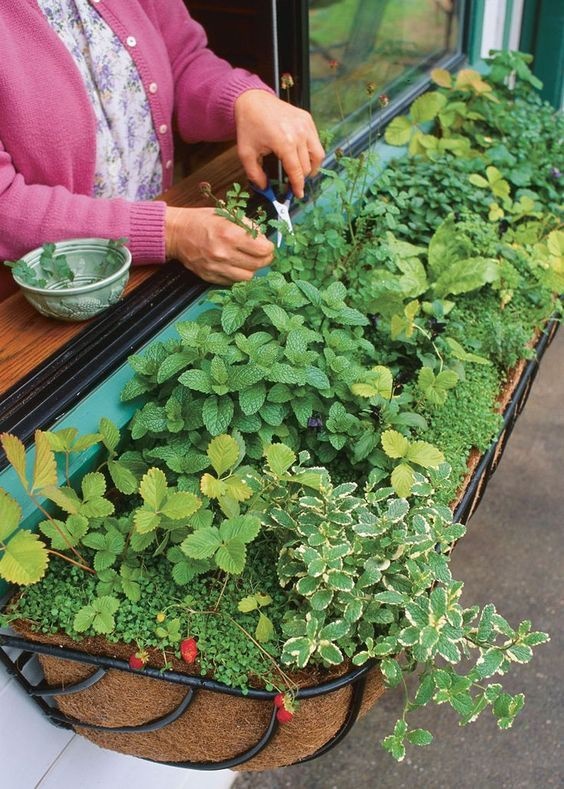 ideas-for-planting-herbs-in-containers-84_19 Идеи за засаждане на билки в контейнери