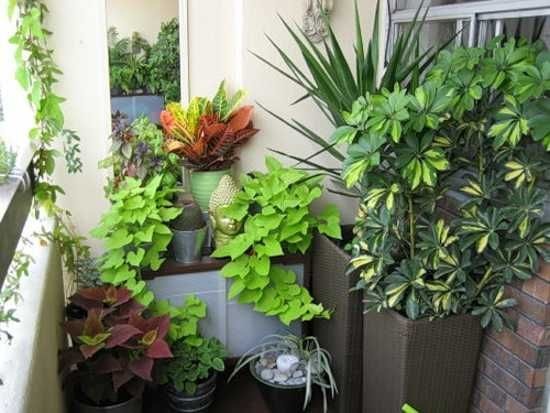 indoor-potted-plant-ideas-47_16 Вътрешни саксийни растения идеи