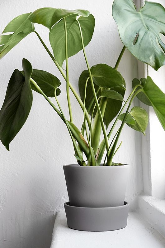 indoor-potted-plant-ideas-47_17 Вътрешни саксийни растения идеи