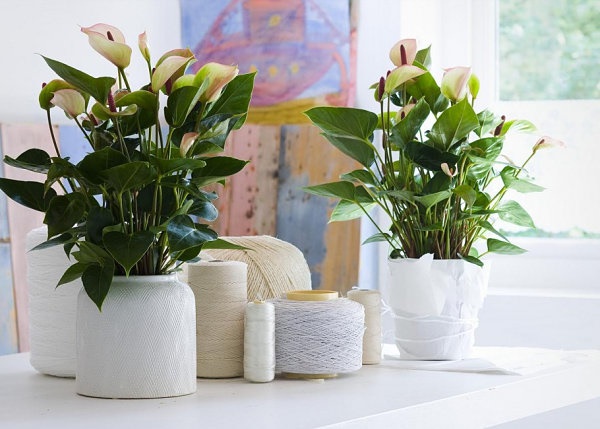 indoor-potted-plant-ideas-47_2 Вътрешни саксийни растения идеи