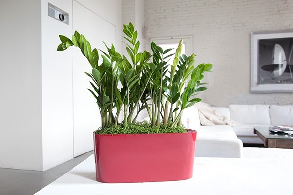 indoor-potted-plant-ideas-47_5 Вътрешни саксийни растения идеи