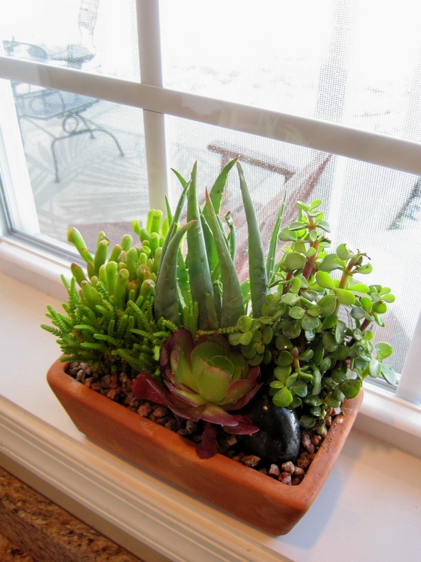 indoor-potted-plant-ideas-47_6 Вътрешни саксийни растения идеи