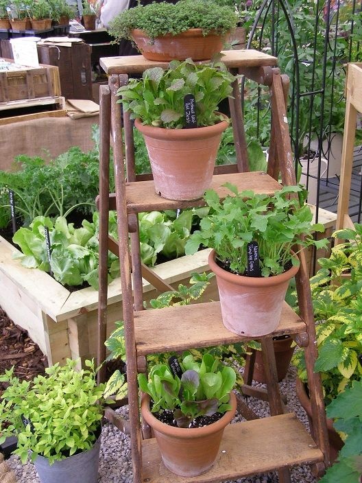 kitchen-garden-in-pots-25_15 Кухня градина в саксии