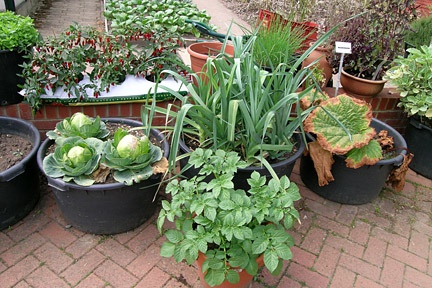 kitchen-garden-in-pots-25_19 Кухня градина в саксии
