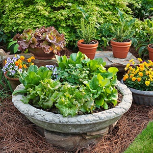 kitchen-garden-plants-in-pots-16_10 Кухня градински растения в саксии