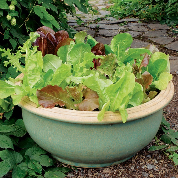 kitchen-garden-plants-in-pots-16_11 Кухня градински растения в саксии