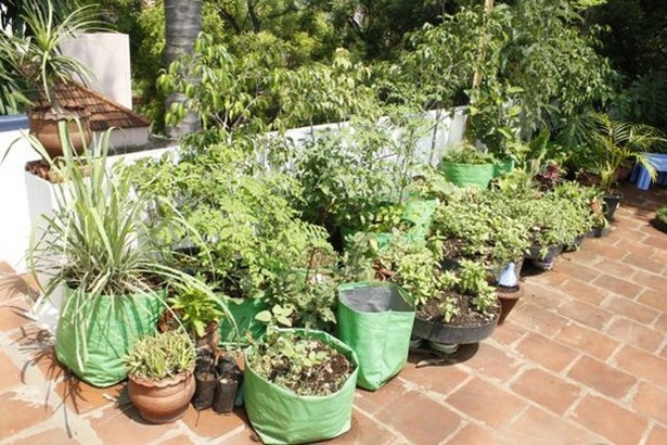 kitchen-garden-plants-in-pots-16_13 Кухня градински растения в саксии