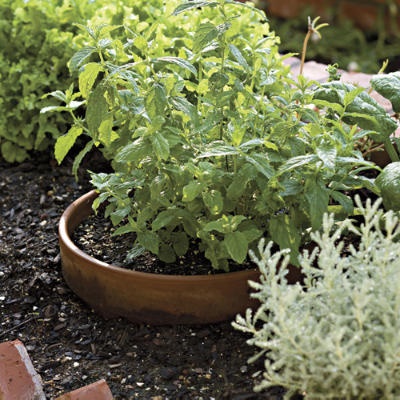 kitchen-garden-plants-in-pots-16_15 Кухня градински растения в саксии