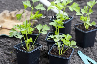 kitchen-garden-plants-in-pots-16_2 Кухня градински растения в саксии