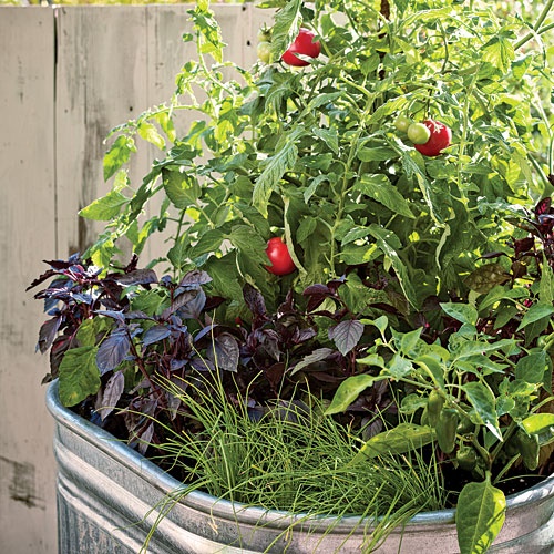 kitchen-garden-plants-in-pots-16_3 Кухня градински растения в саксии