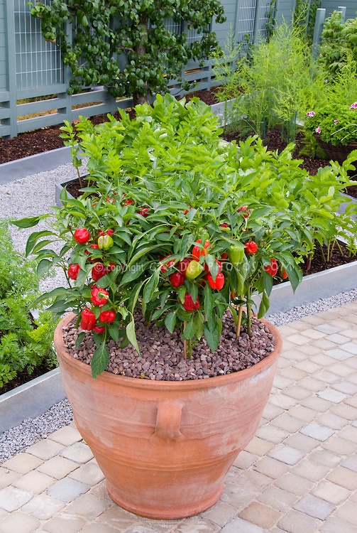 kitchen-garden-plants-in-pots-16_5 Кухня градински растения в саксии