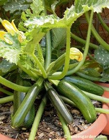 kitchen-garden-plants-in-pots-16_8 Кухня градински растения в саксии