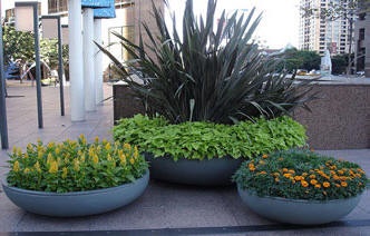 large-patio-plants-in-pots-94_17 Големи патио растения в саксии