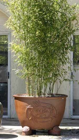 large-patio-plants-in-pots-94_8 Големи патио растения в саксии