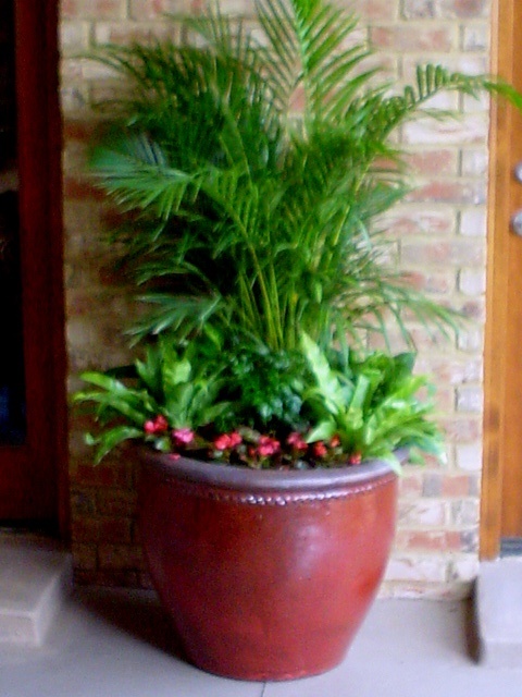 large-pot-plants-for-garden-80_15 Големи саксийни растения за градината