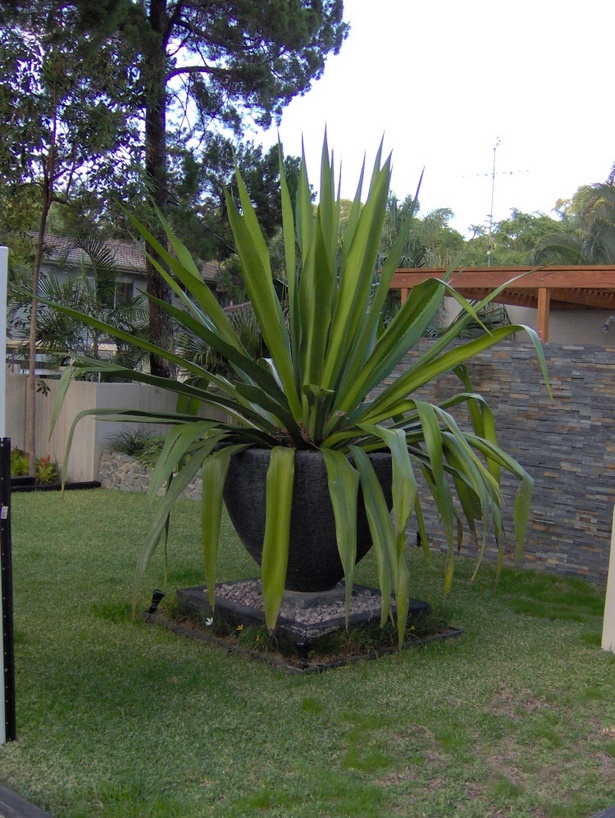 large-pot-plants-for-garden-80_5 Големи саксийни растения за градината