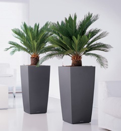 large-pots-for-plants-35_16 Големи саксии за растения