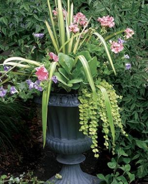 outdoor-container-plants-ideas-80_12 Открит контейнер растения идеи