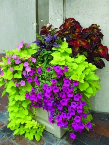 outdoor-flower-arrangements-in-pots-24_15 Външни цветни аранжировки в саксии